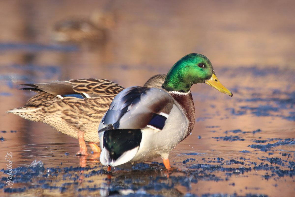 Городская кряква