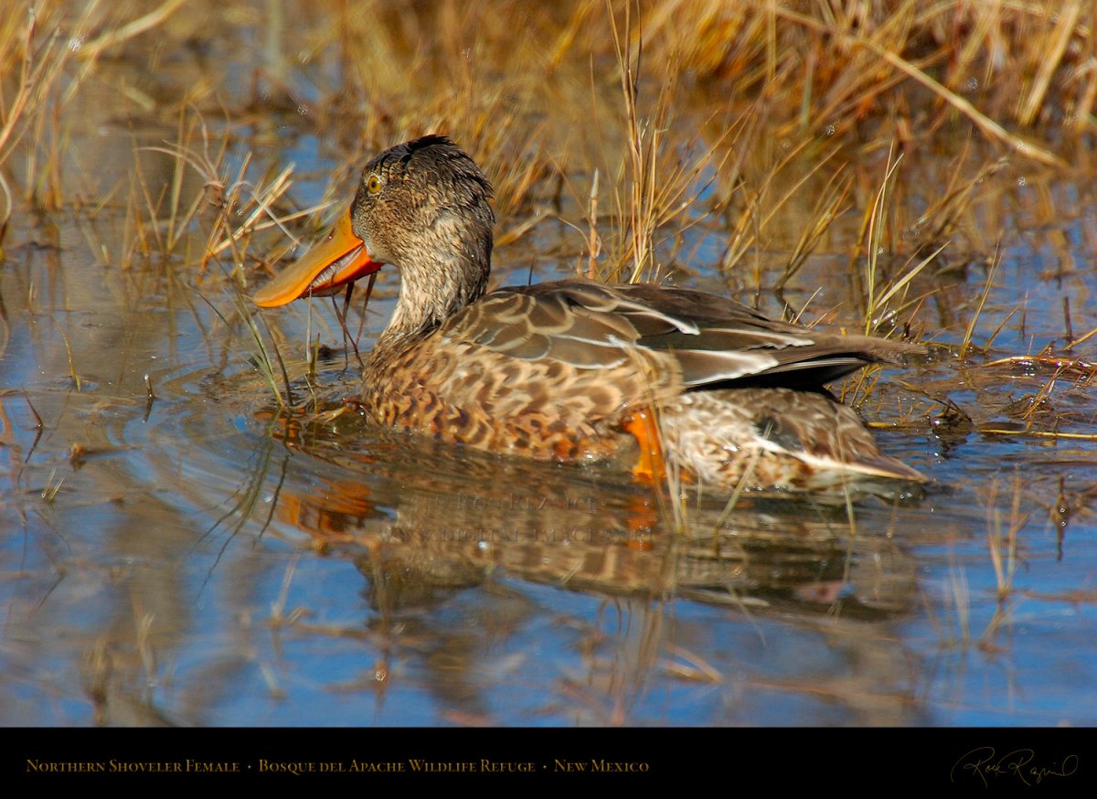Широконоска утка в полёте