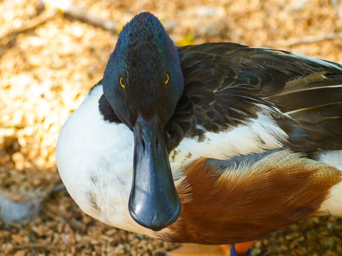 Утка чирок трескунок