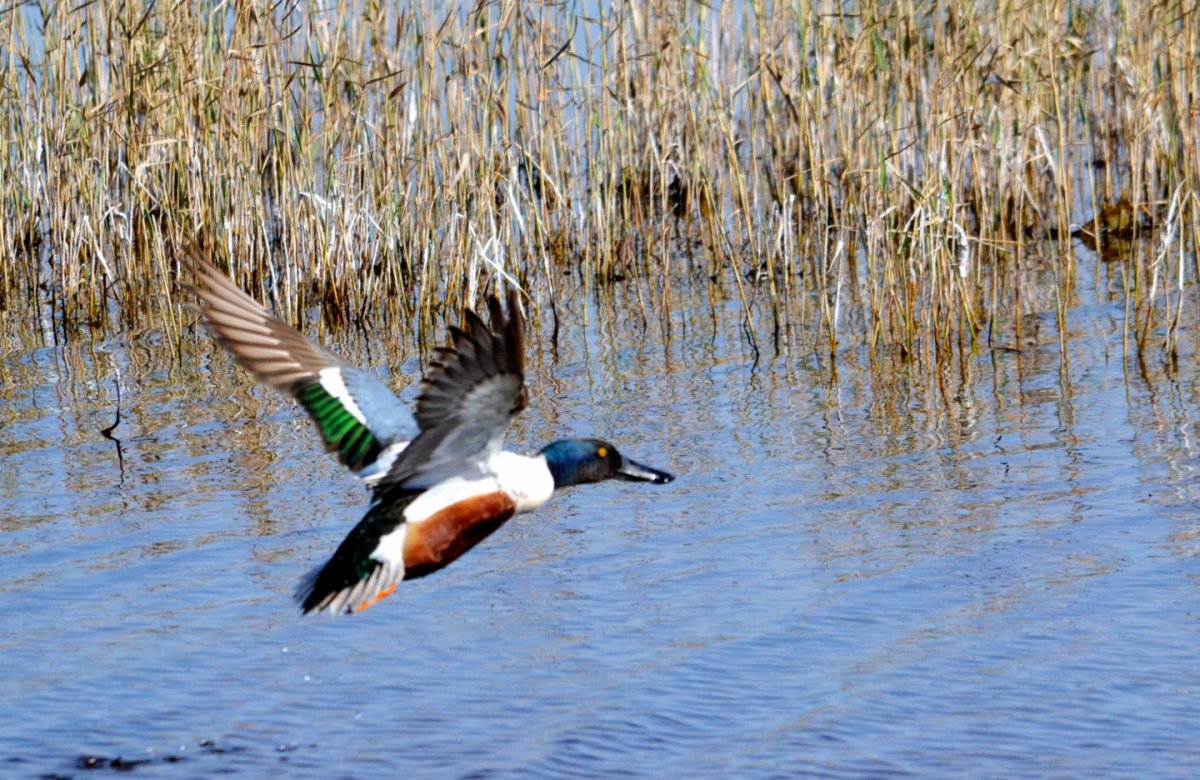 Утки Дикие Широконоска