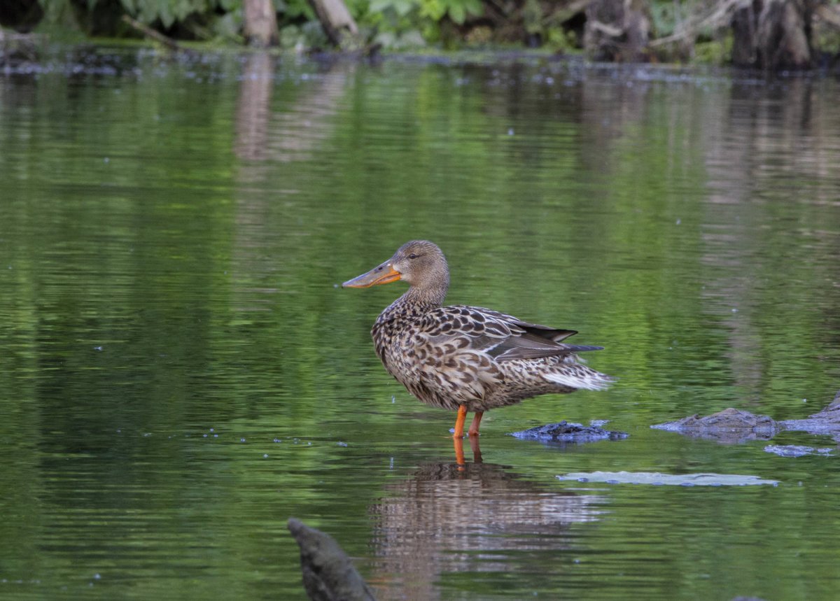 Широконоска утка