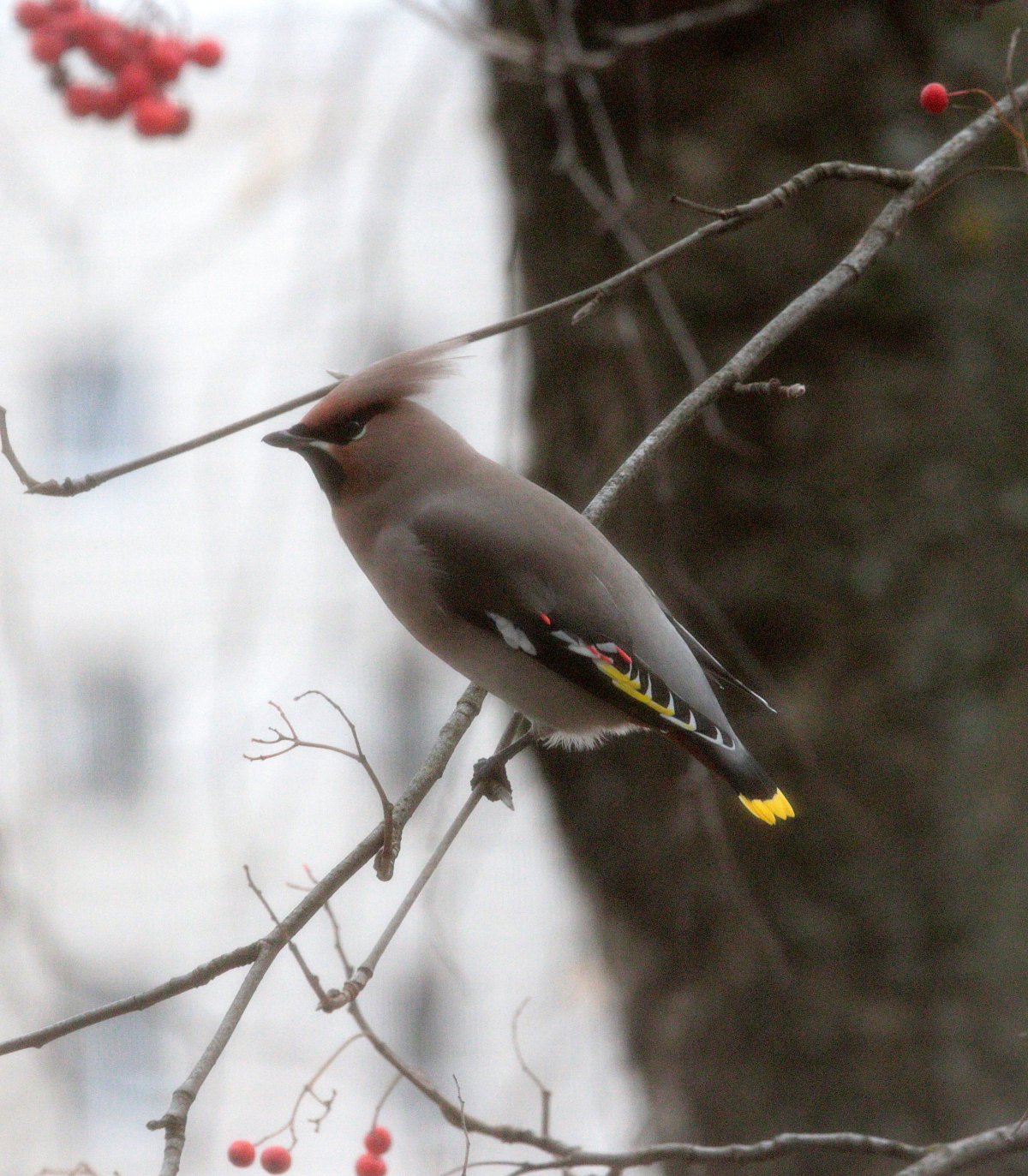Птицы Ленинградской области Снегирь
