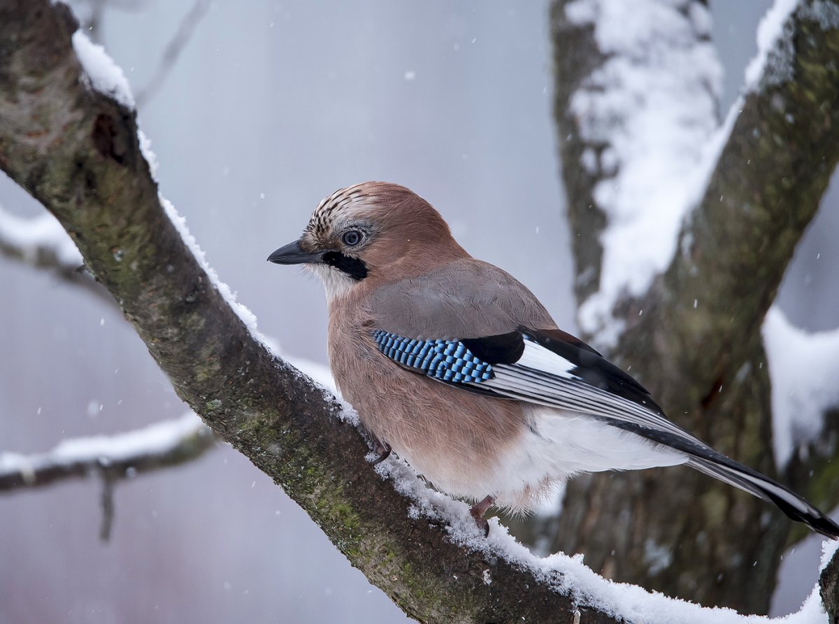 Птичка Снегирь