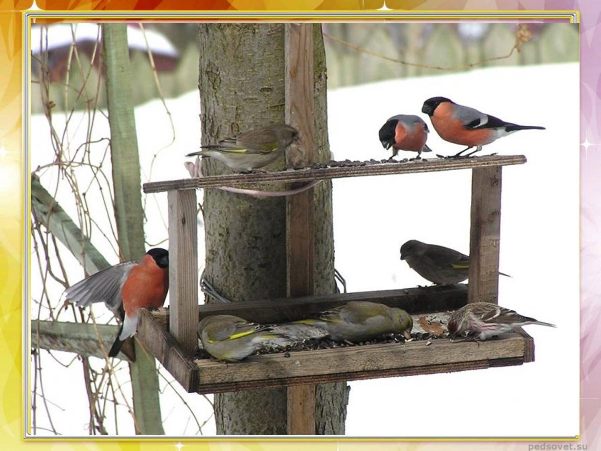 Байкальская синица