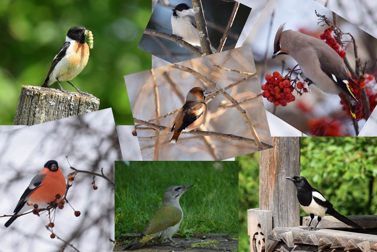 Свиристель обыкновенный (Bombycilla garrulus)