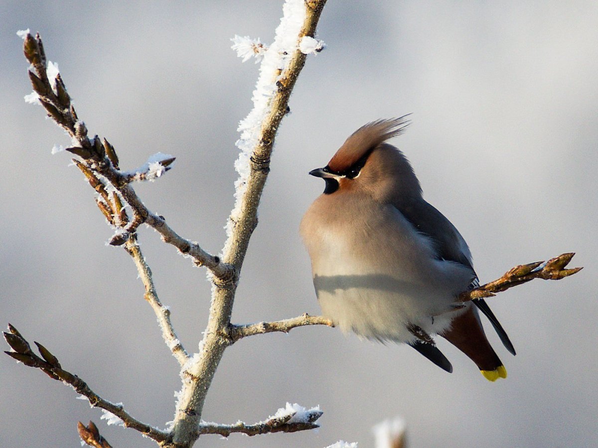 Свиристель птица