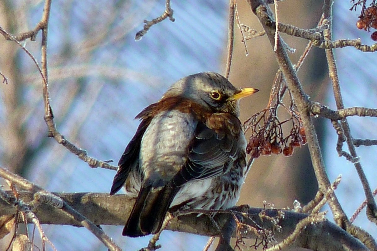 Зимние городские птицы