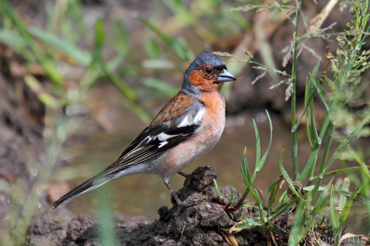 Свиристель красный
