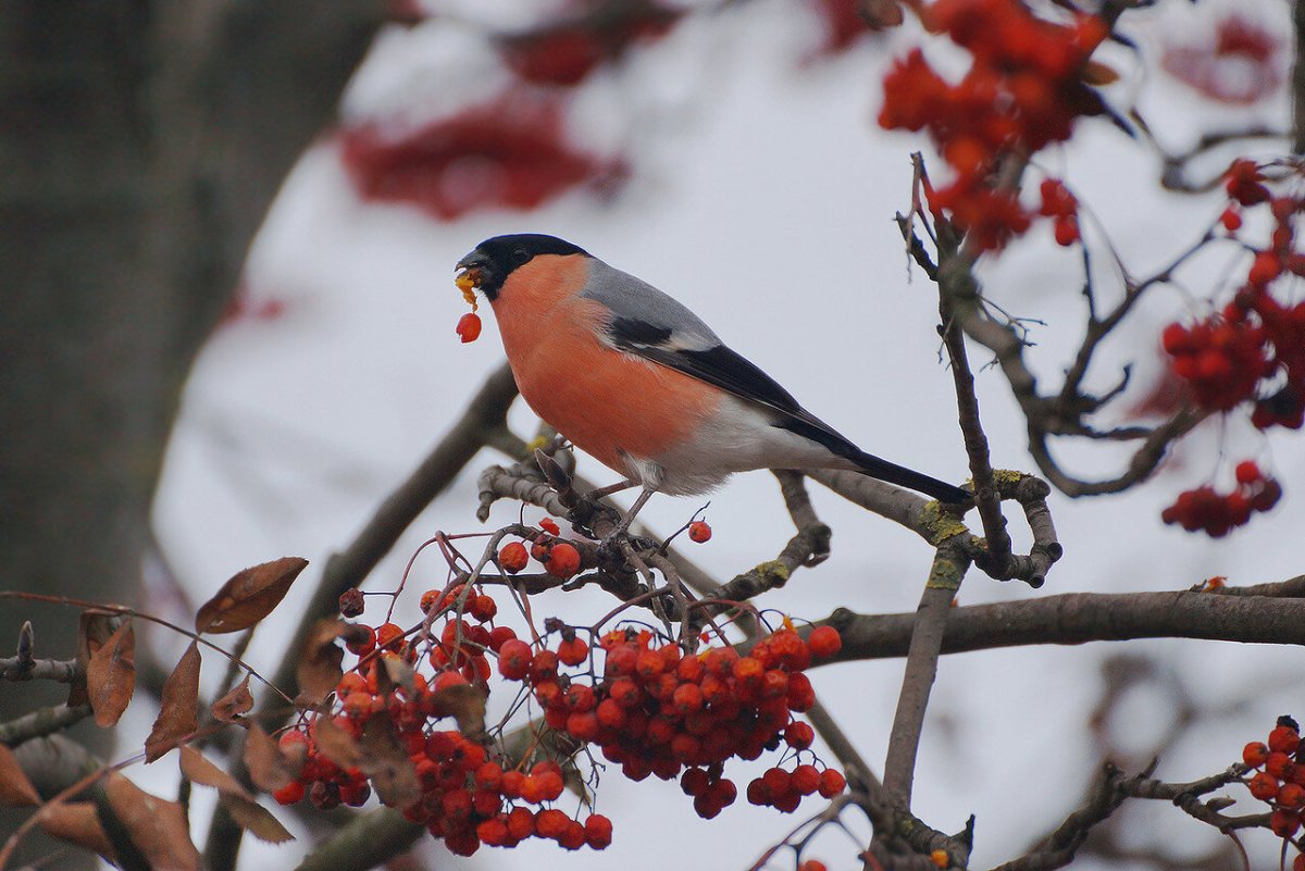 Снегирь (обыкновенный Снегирь) (pyrrhula pyrrhula)