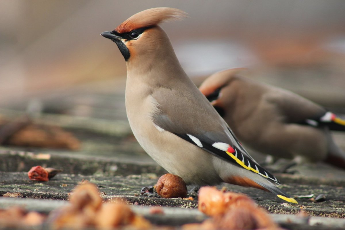 Зимние птицы свиристель