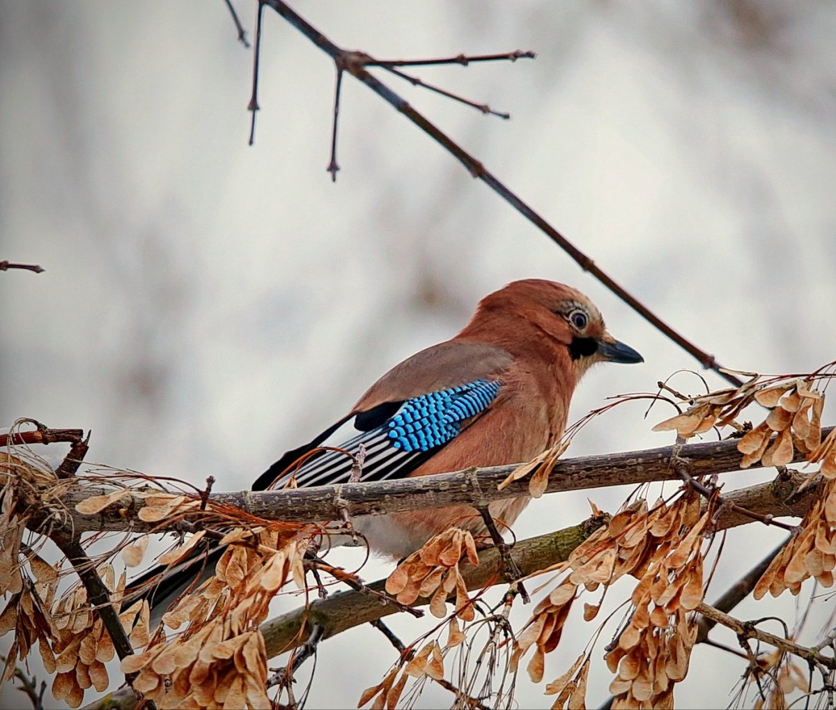 Американский свиристель