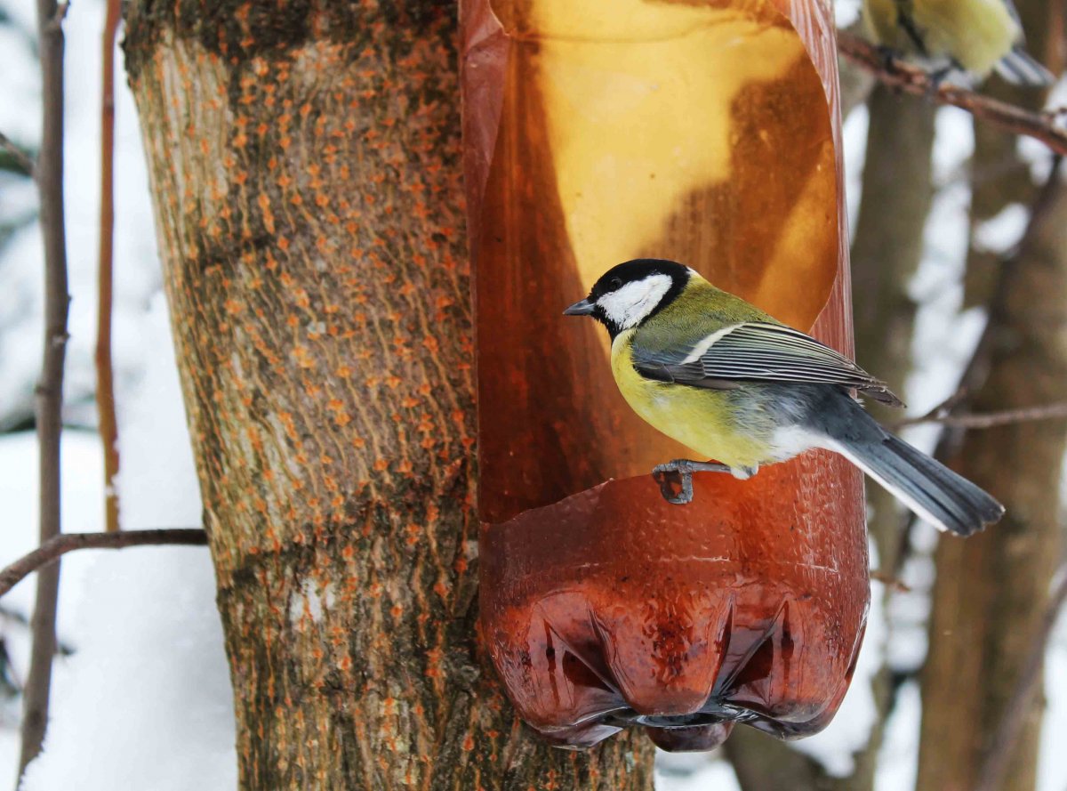 Птицы Саратовского края