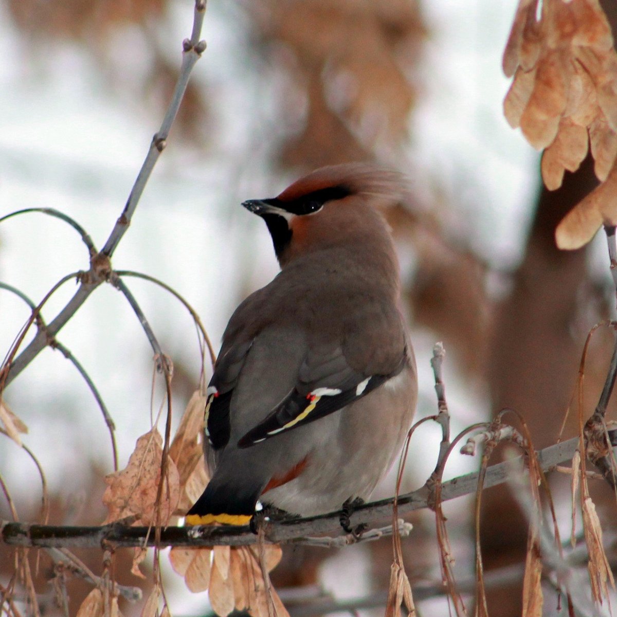 Дрозд свиристель Крымский