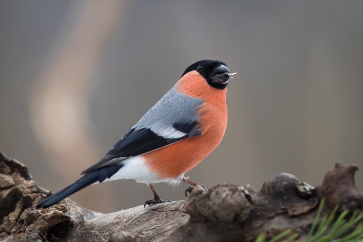 Коллаж зимующие птицы