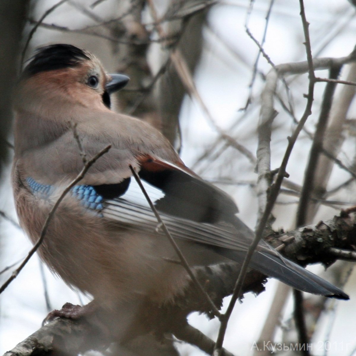 Свиристель птенец