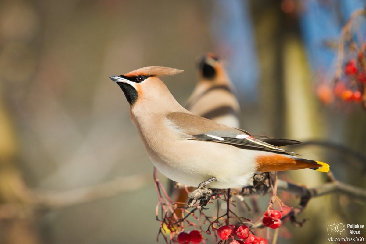 Зимующие птицы дятел