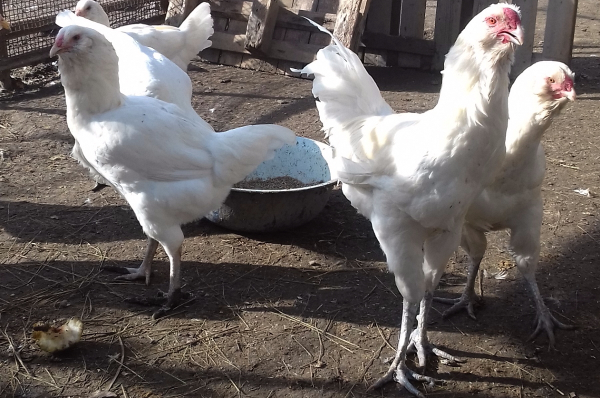 Куры с шестью крыльями