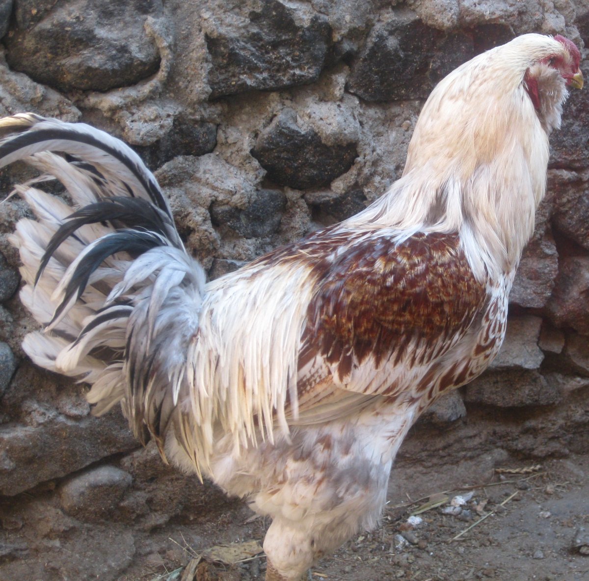 Гилянские Гергебильские куры