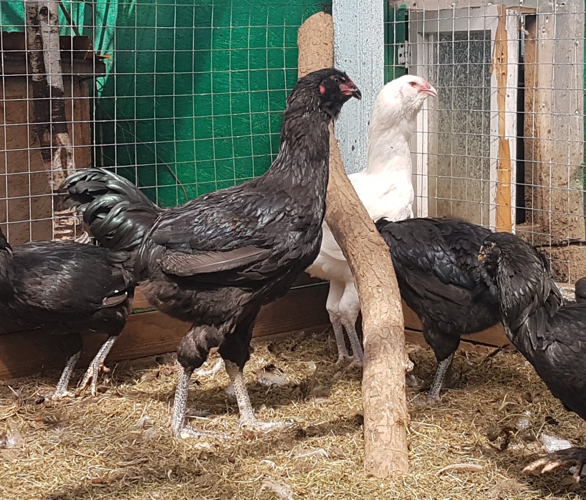 Гергебильская порода кур