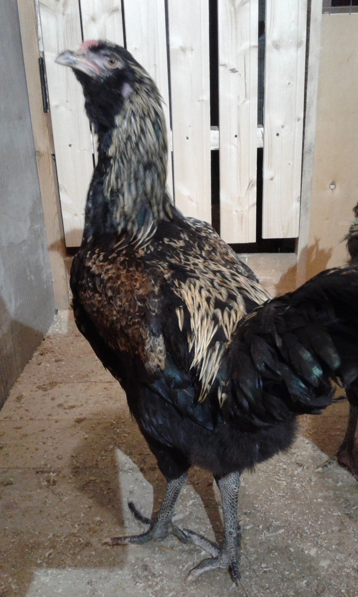 Гергебильский петух