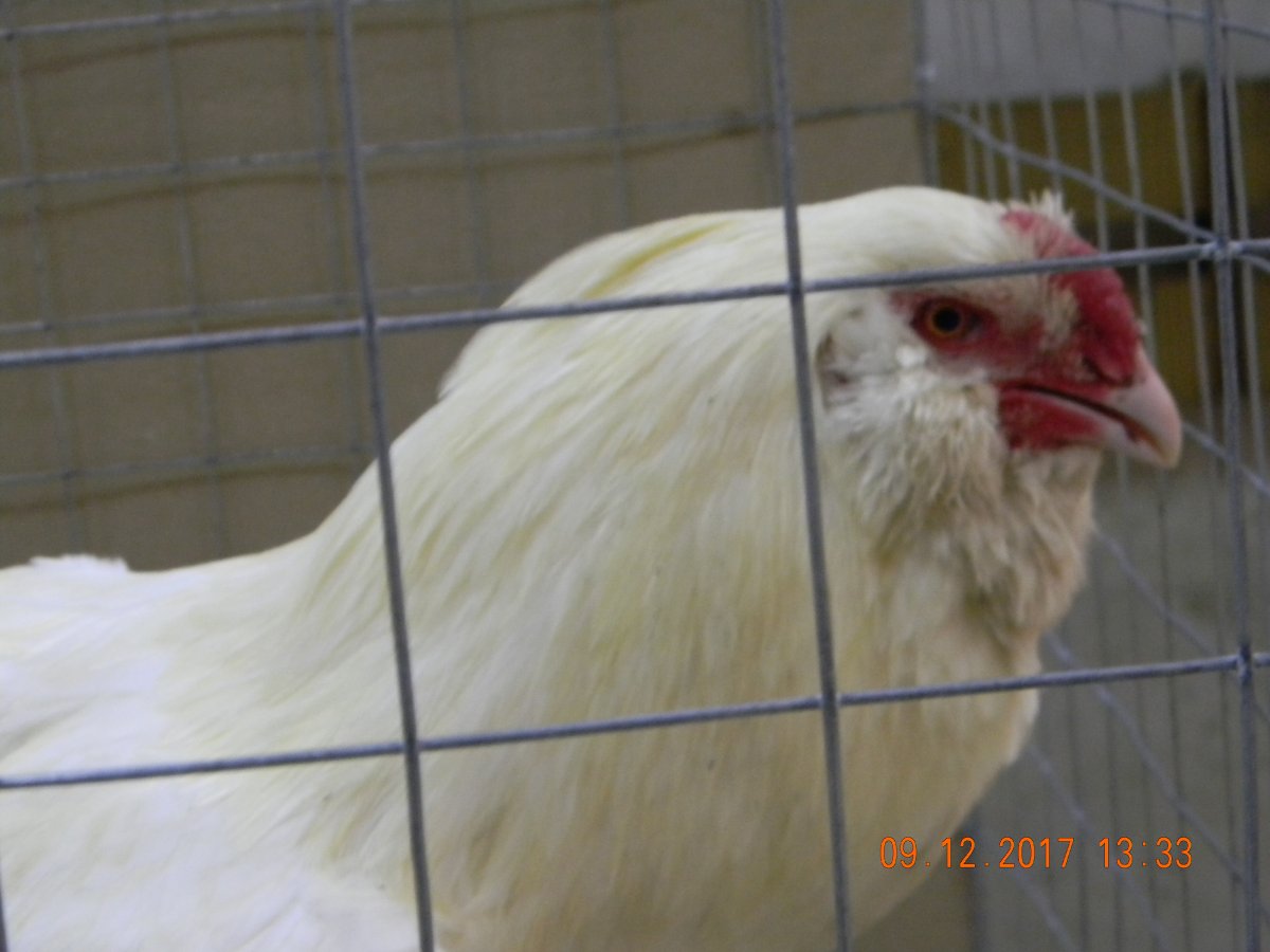 Гергебельская и Орловская порода кур, отличия