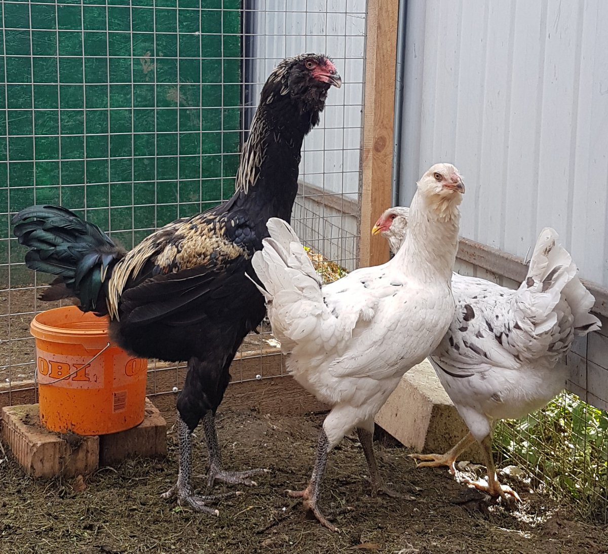 Гергебильский петух