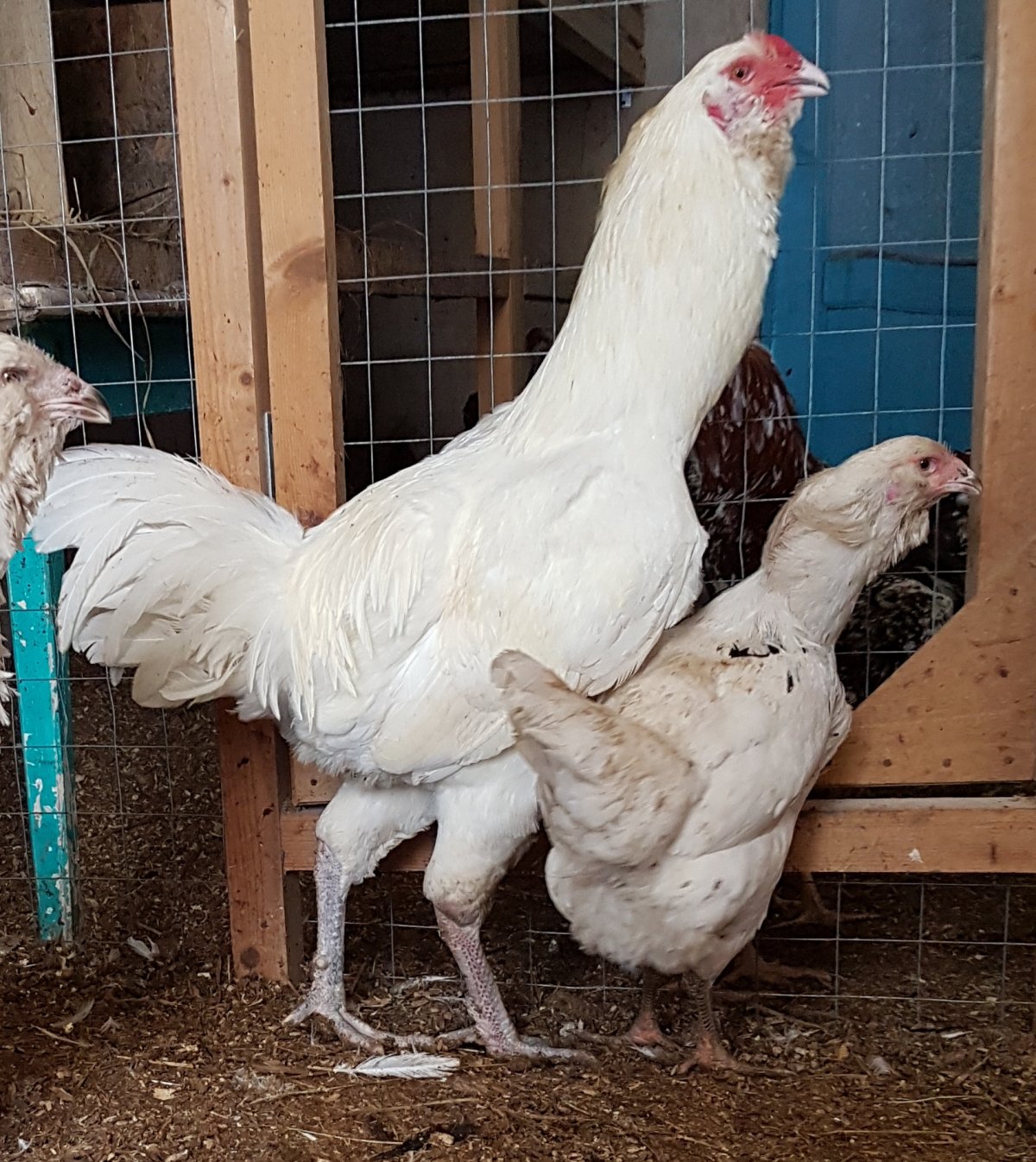 Гилянские Гергебильские куры