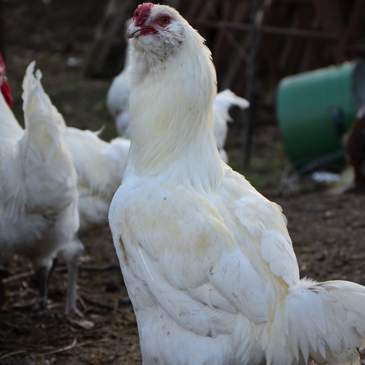 Гергебелские порода порода кур