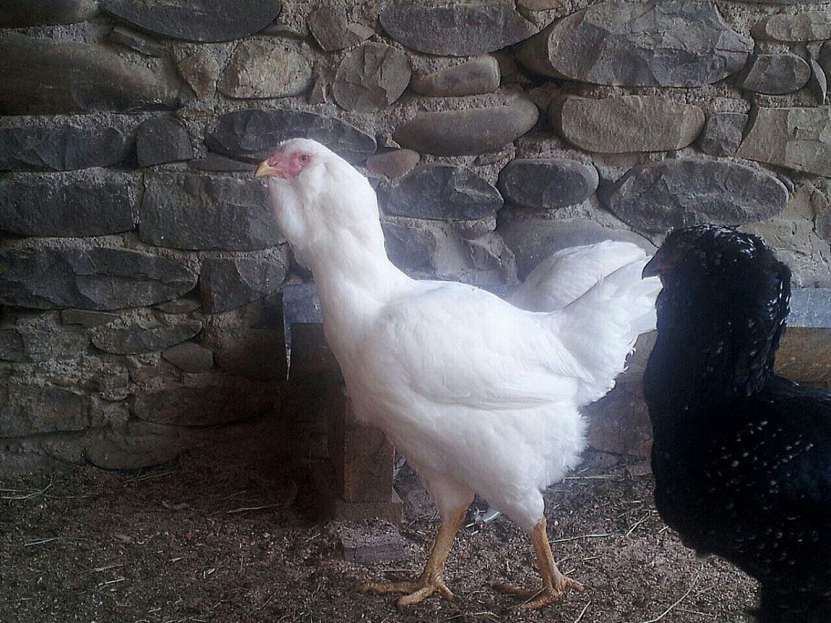 Гергебильский петух