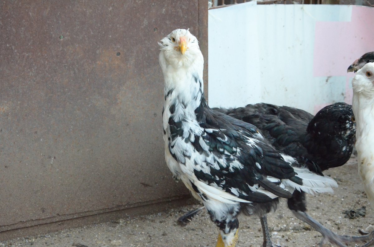 Гергебильский ундуч куры