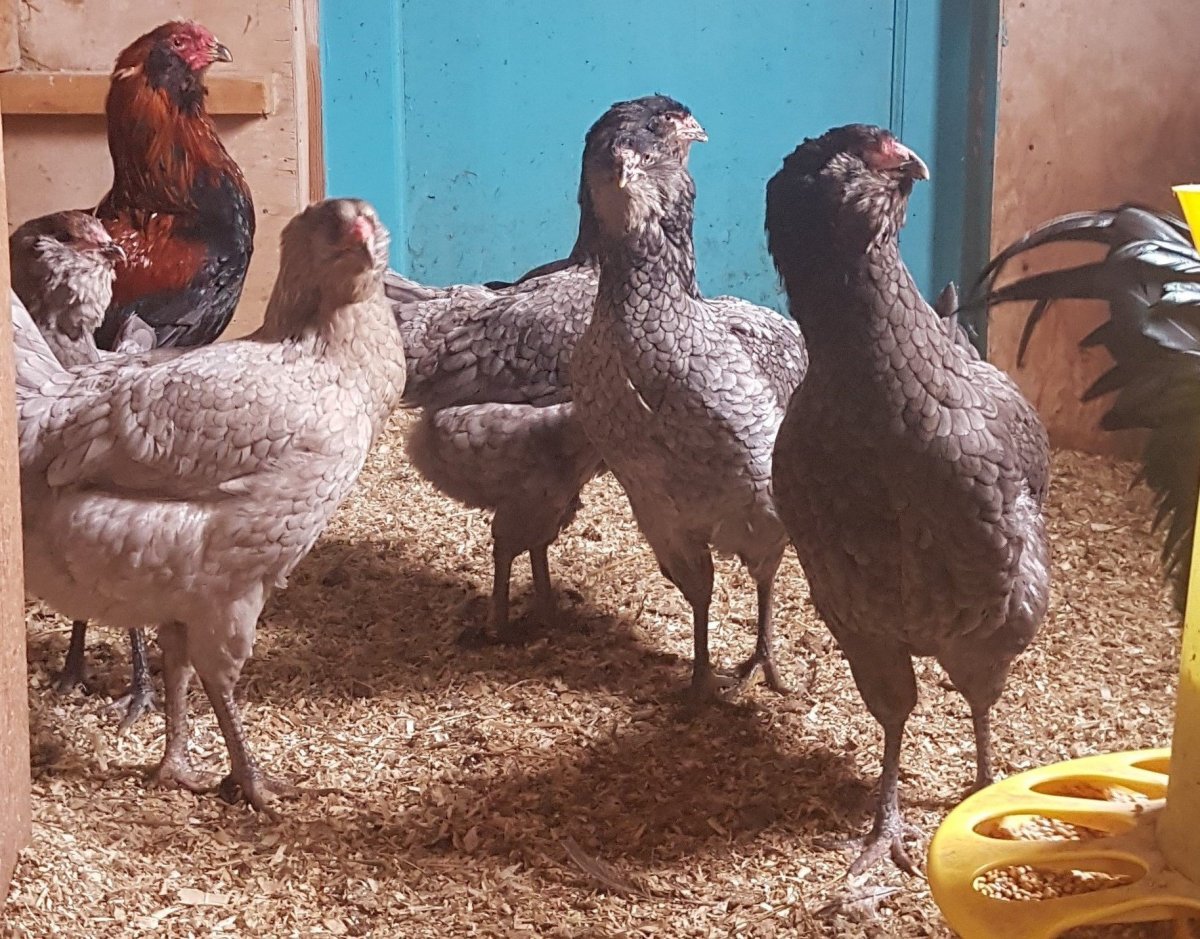 Гергебильский кур ундуч