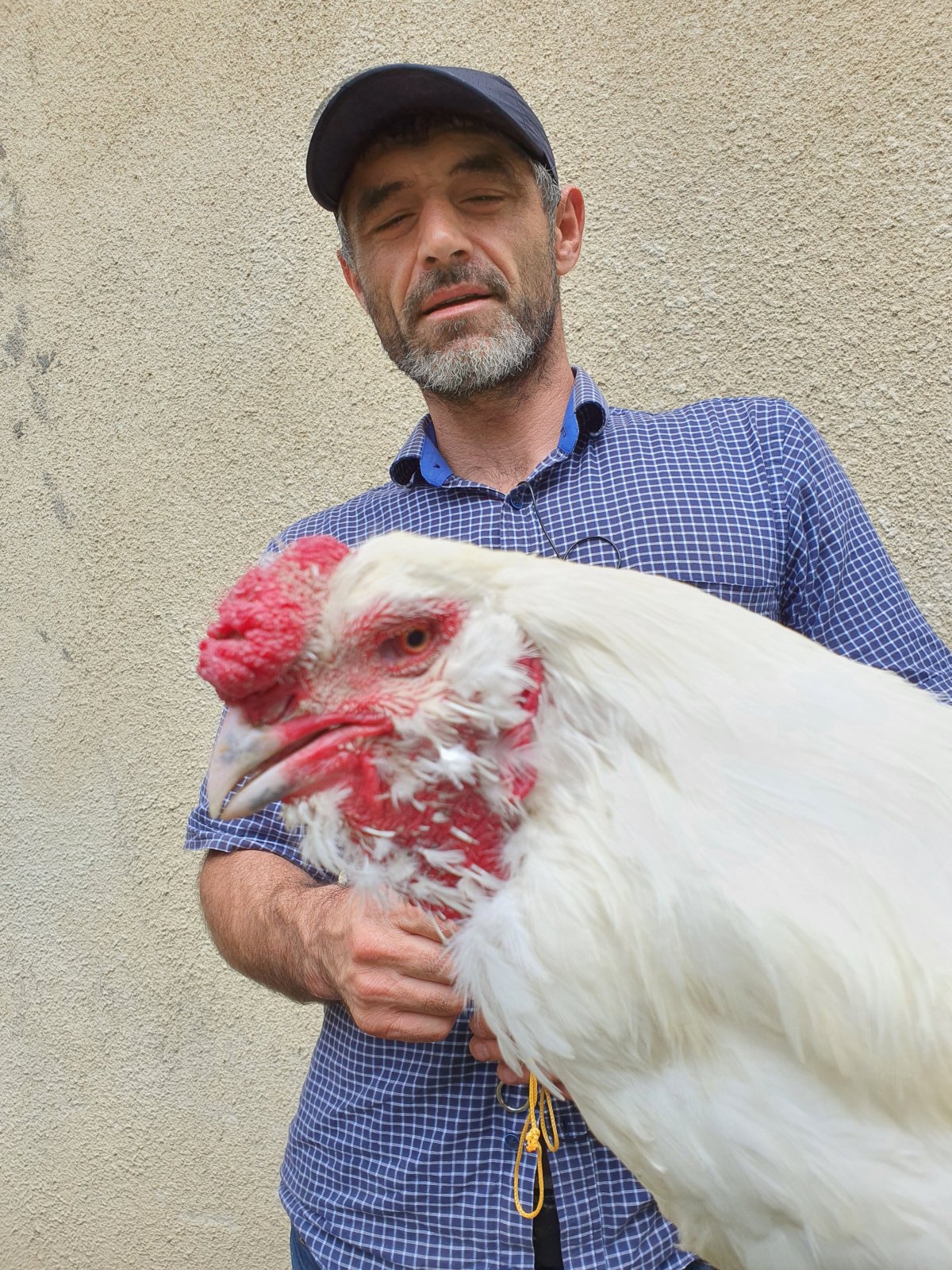 Гергебильский петух