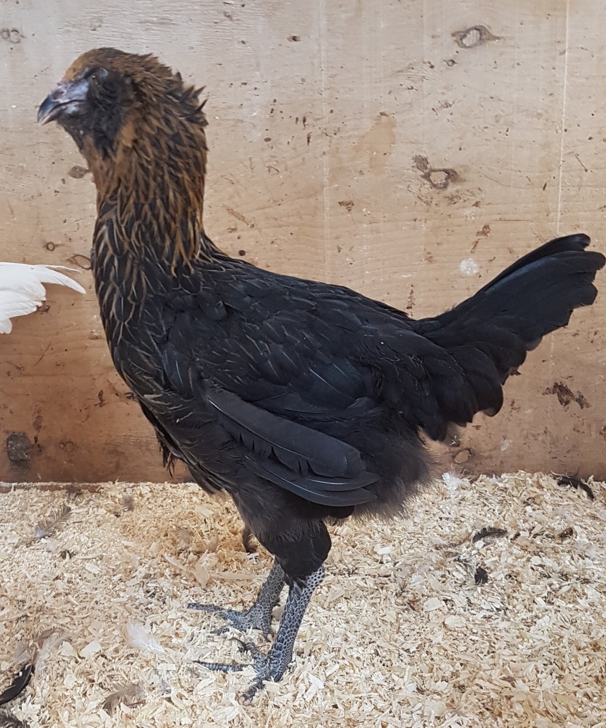 Гилянские Гергебильские куры