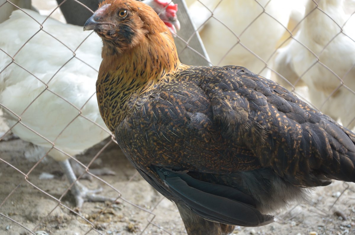 Гергебильский петух