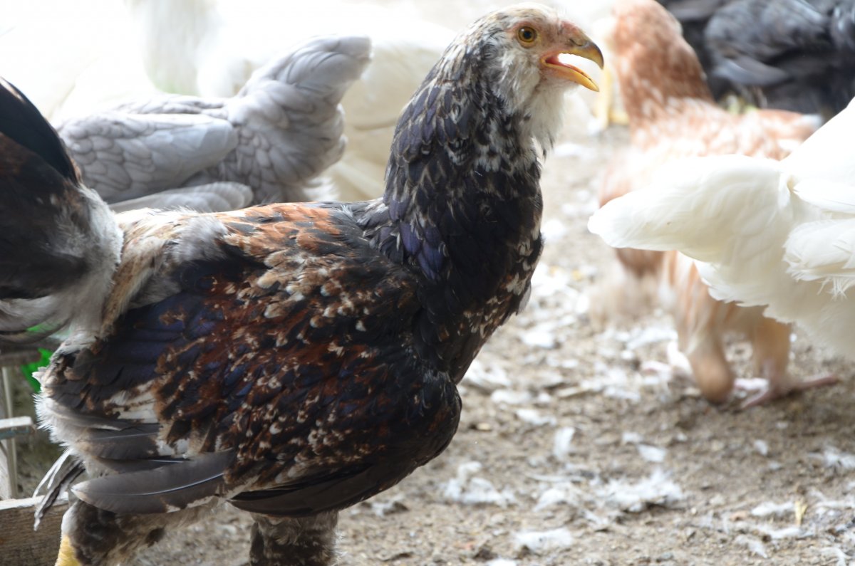 Гергебильская порода кур