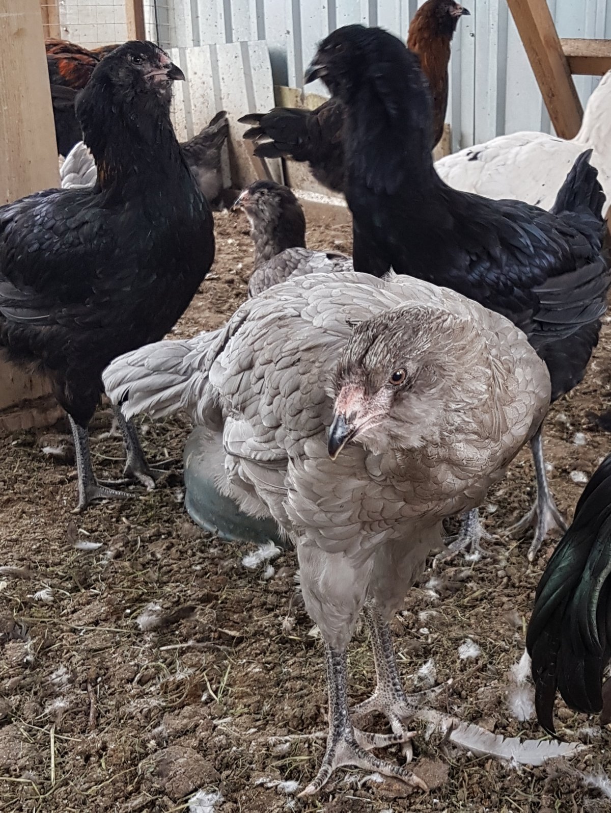 Фервекс куры