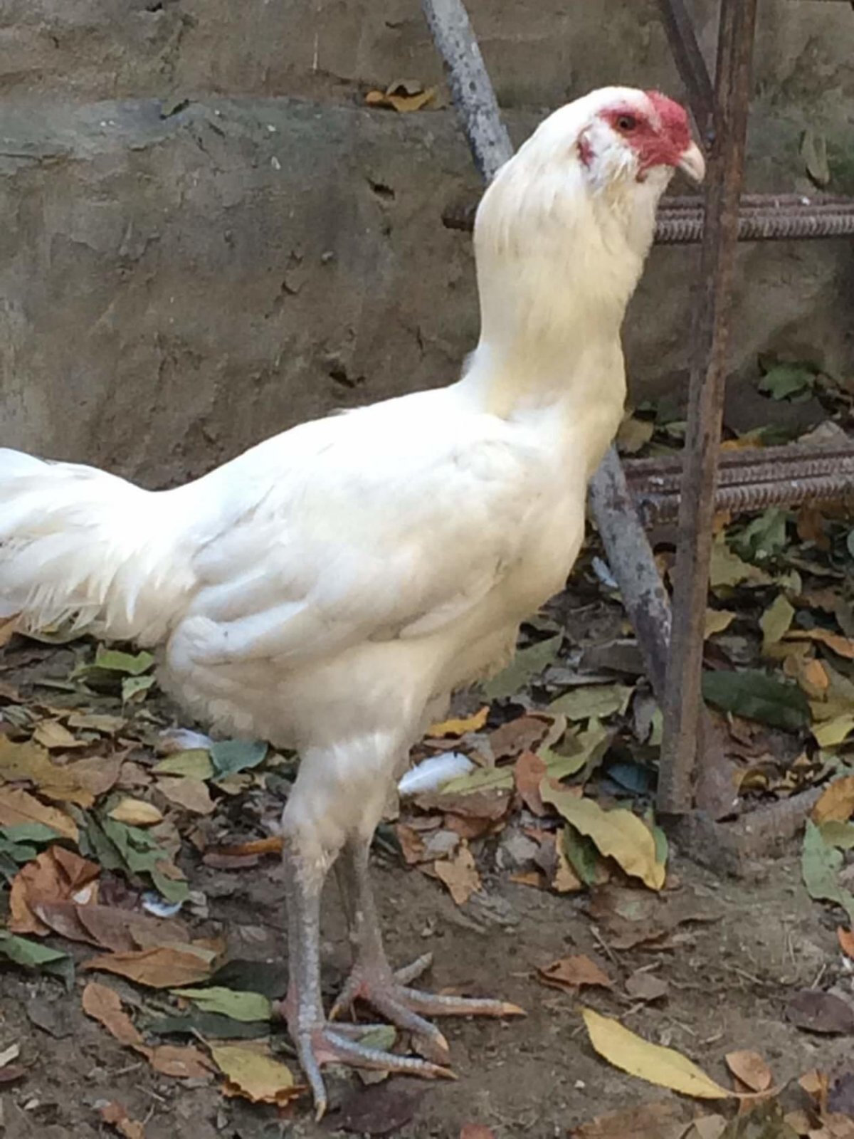 Гилянские куры цыплята