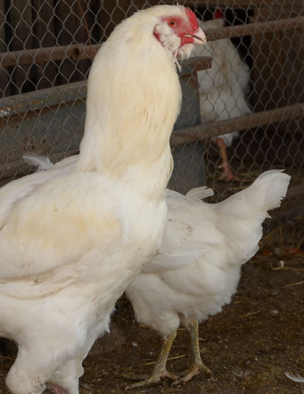 Гилянские куры Александра Королева