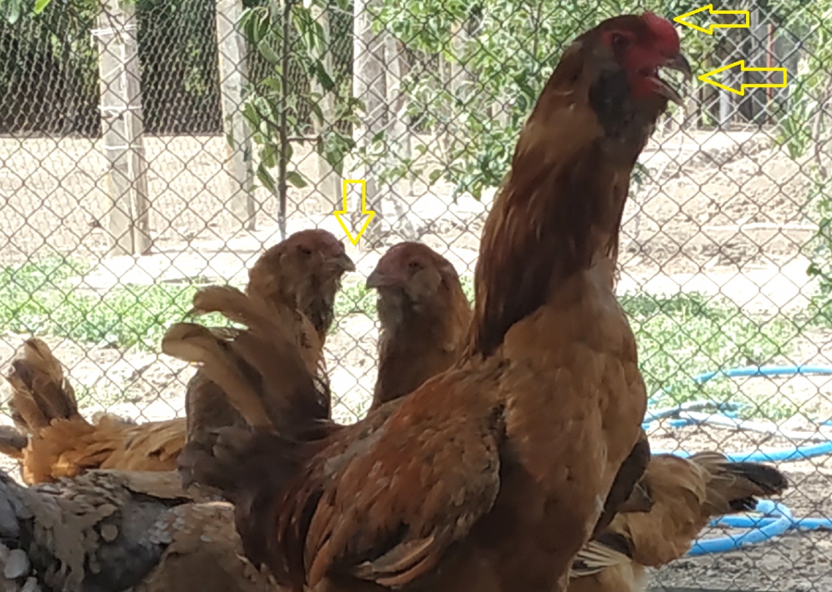 Выставочные куры Гилянской породы