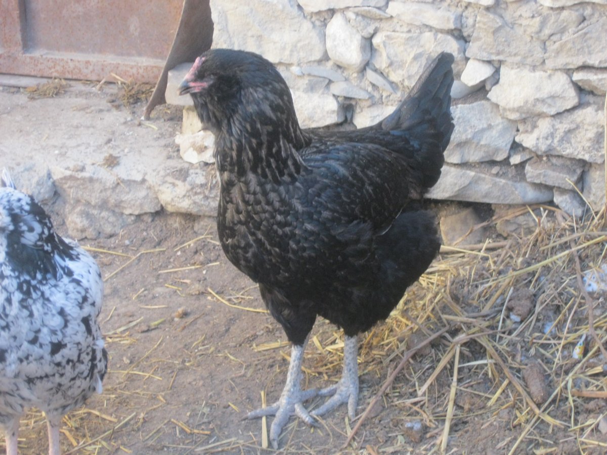 Гилянские куры цыплята