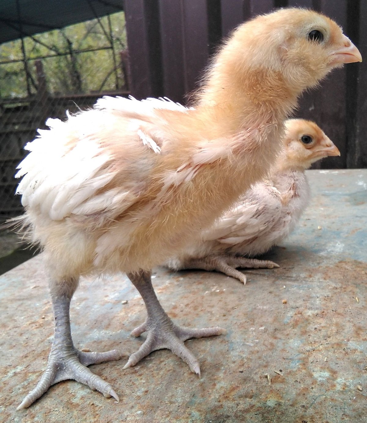 Куры Сульмталер