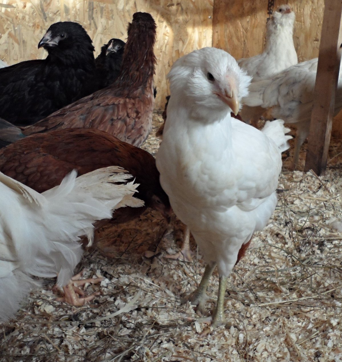 Гилянская порода кур цыплята