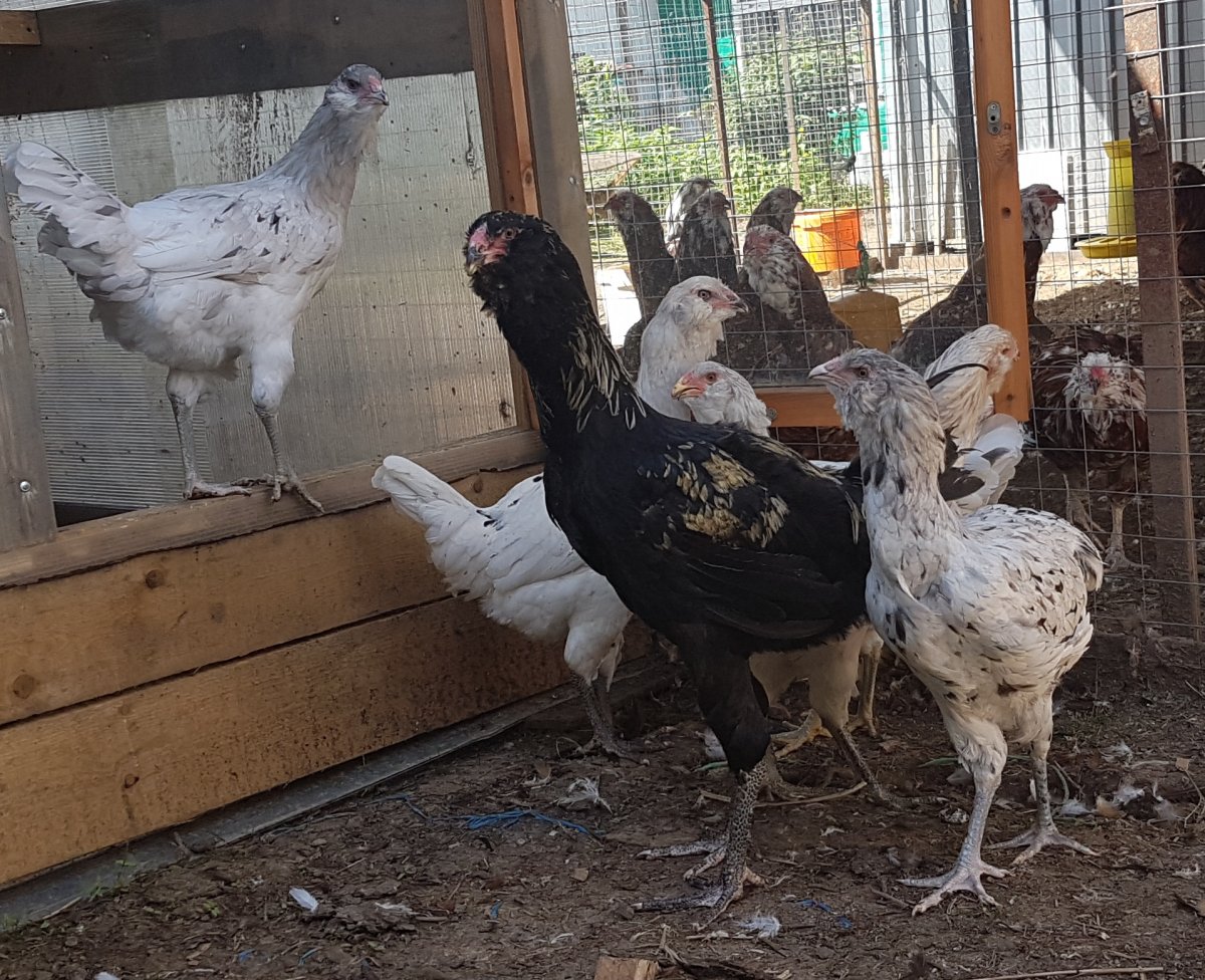 Гергебильский петух