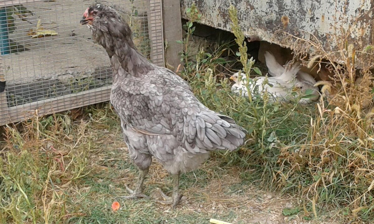 Куры в Индии