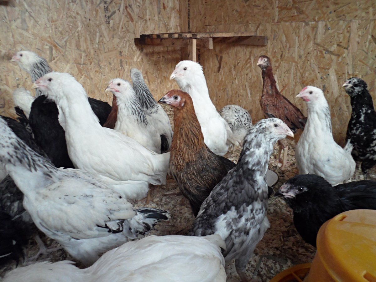 Ундуч- Гергебильского(Гилянского)