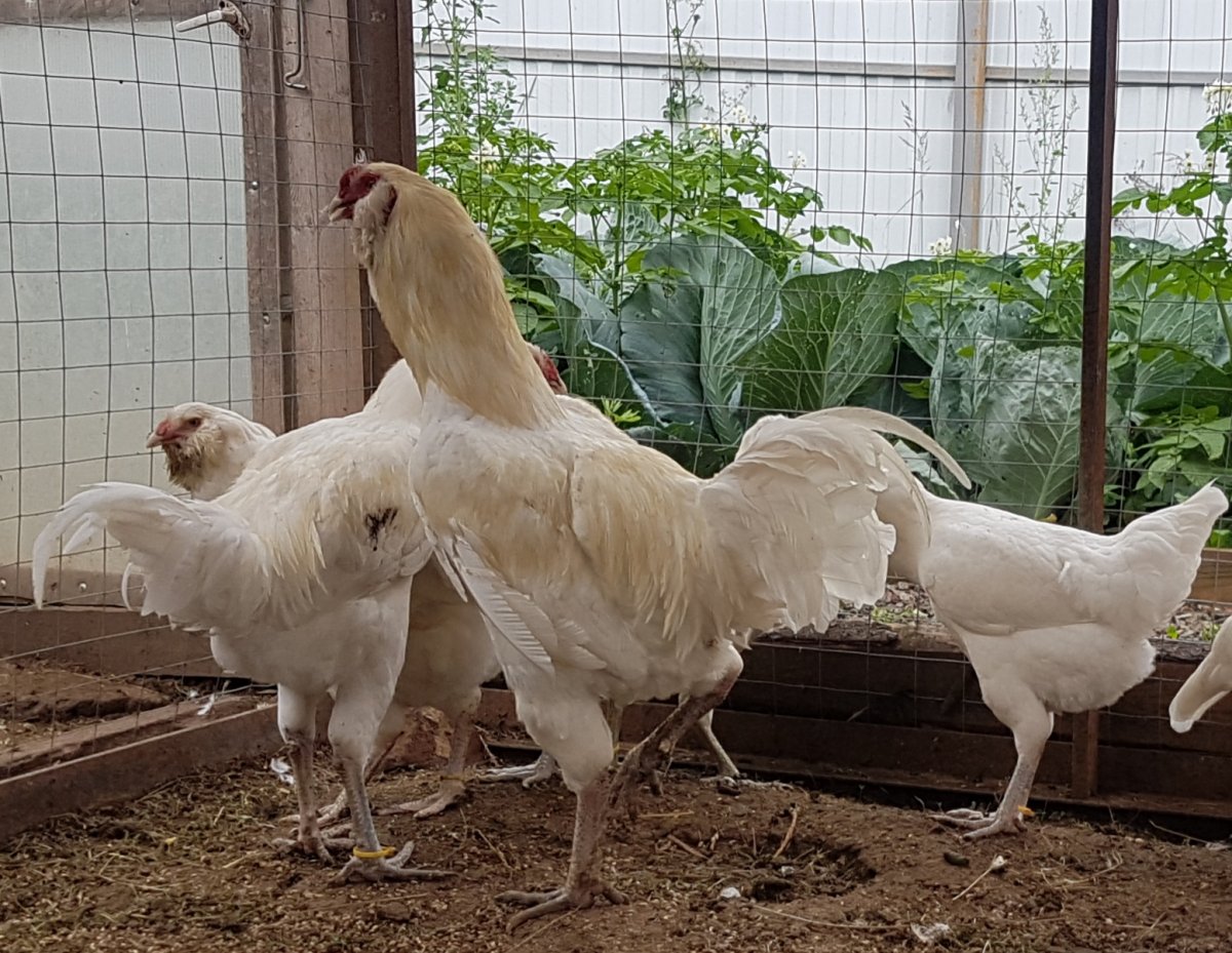 Гергебильский ундуч куры