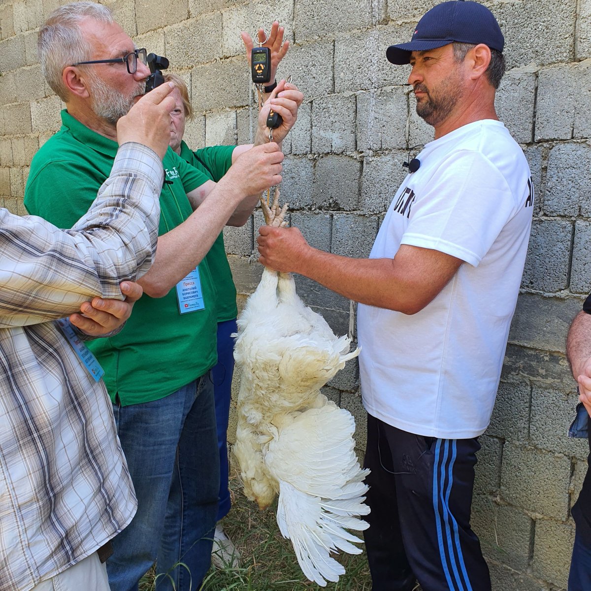 Гергебильский петух