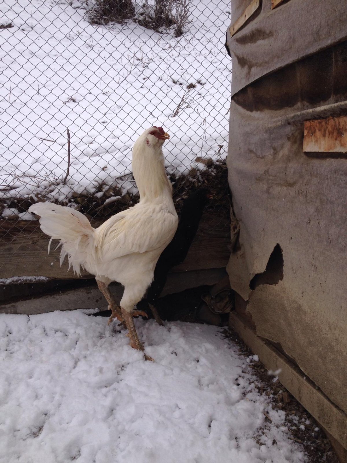 Гергебильская порода