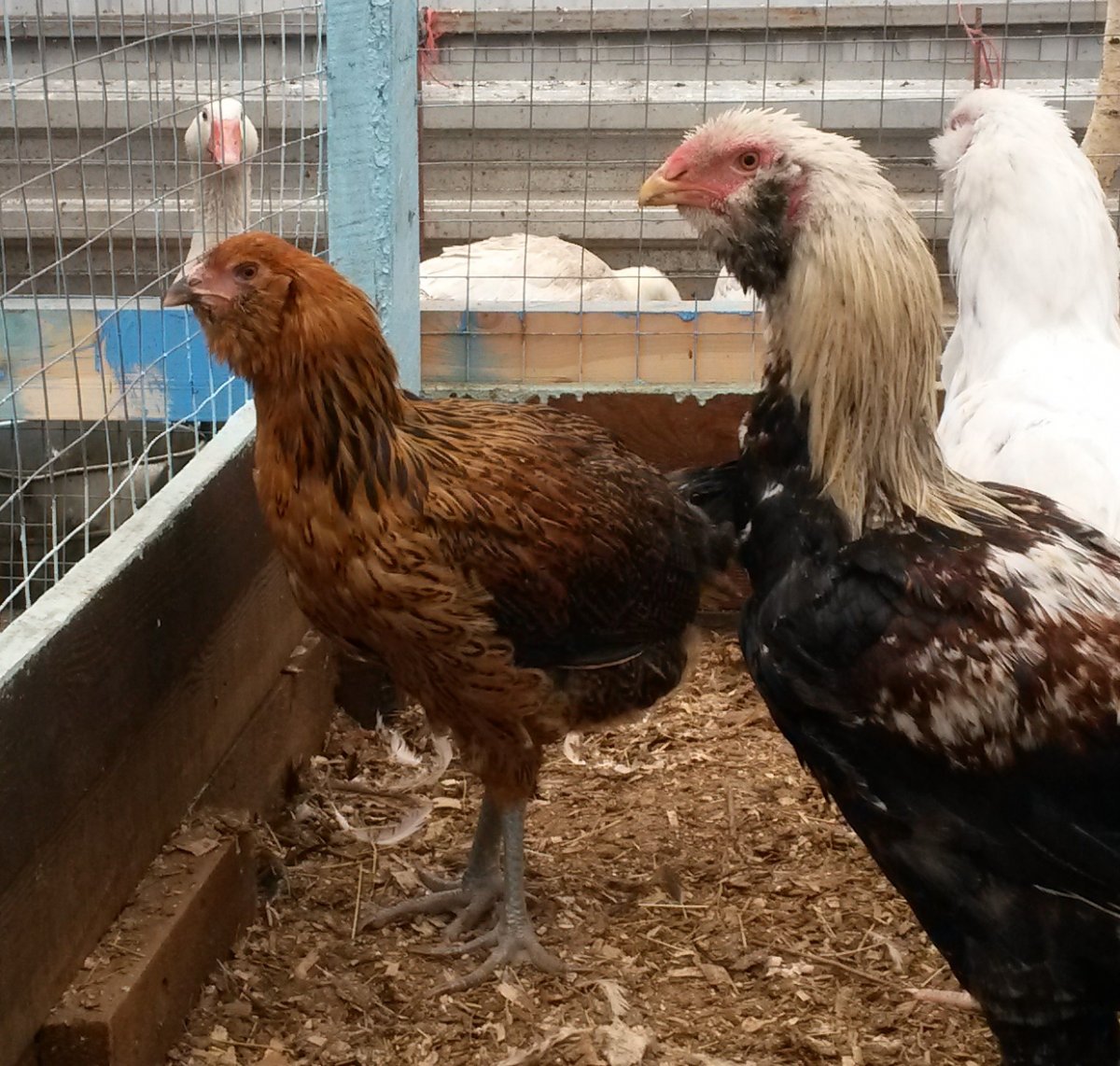 Куры Гергебильской породы