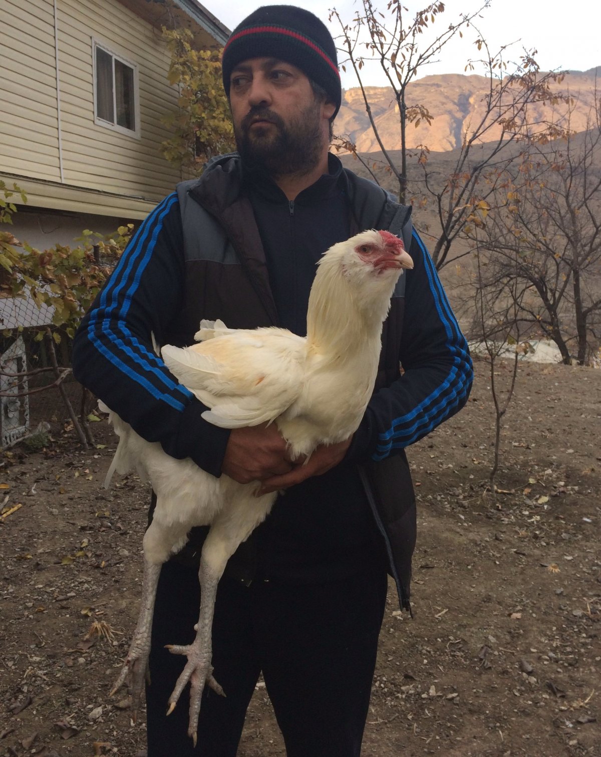 Гергебильский петух